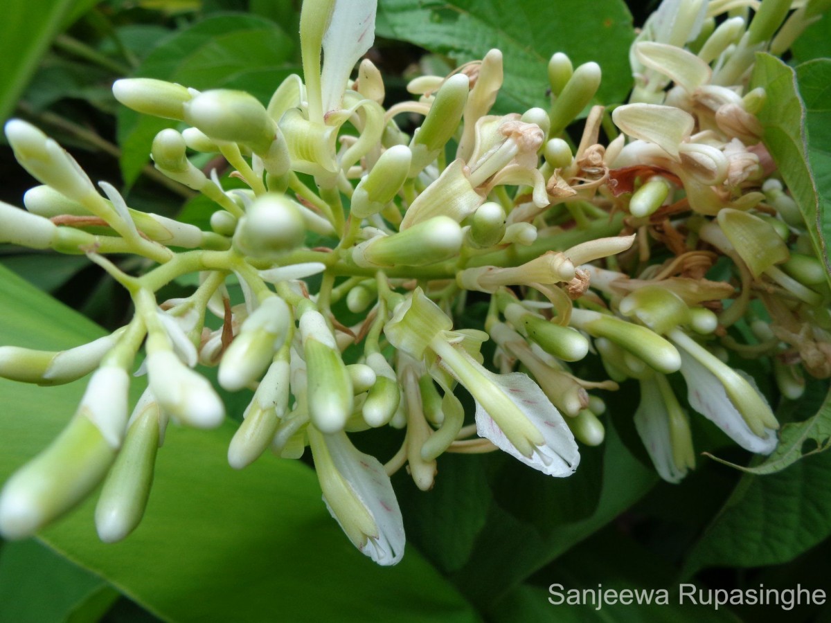 Alpinia galanga (L.) Willd.